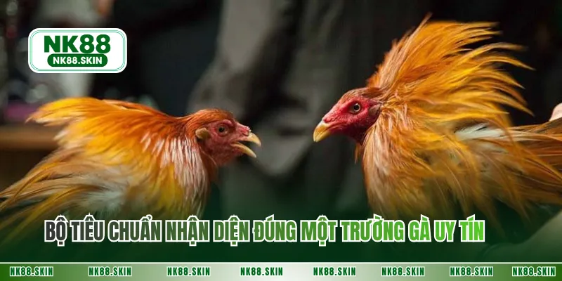 Bộ tiêu chuẩn nhận diện đúng một trường gà uy tín