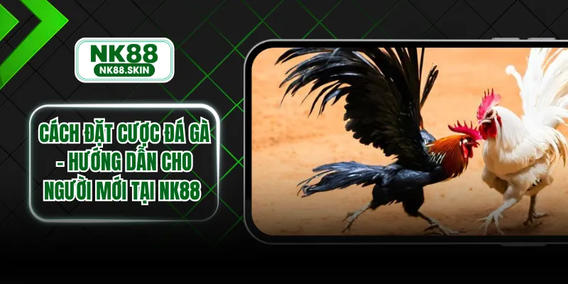 Cách Đặt Cược Đá Gà - Hướng Dẫn Cho Người Mới Tại NK88