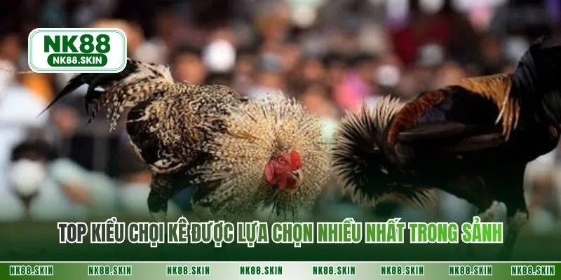 Top kiểu chọi kê được lựa chọn nhiều nhất trong sảnh